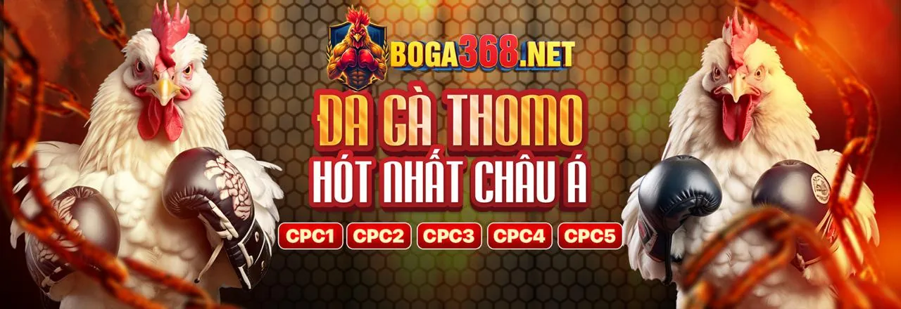 Hình ảnh đá gà trực tiếp cựa dao tại sân đấu